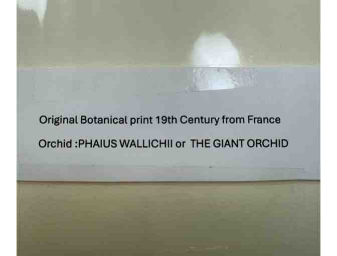 Original 19th-Century Botanical Print &mdash; Phaius Wallichii (The Giant Orchid)