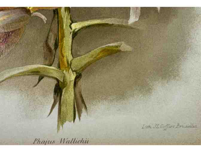 Original 19th-Century Botanical Print &mdash; Phaius Wallichii (The Giant Orchid)