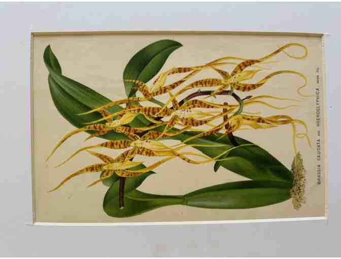 Original 19th-Century Botanical Print — Brassia Caudata (Spider Orchid)