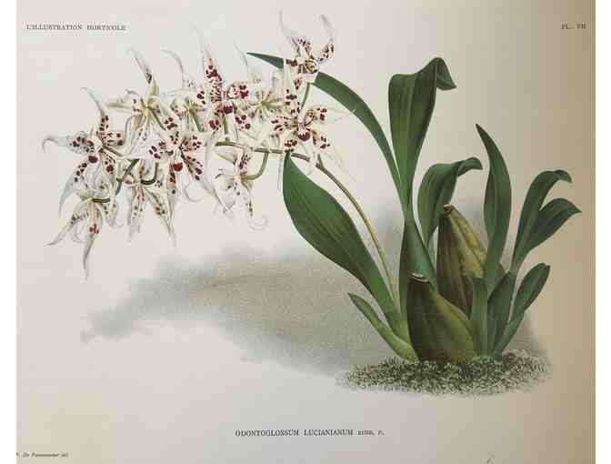 Four orchid prints by Bebe Nicholas