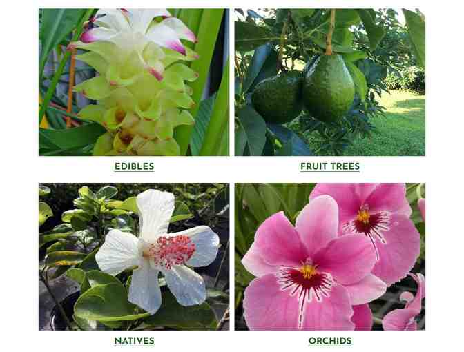 Kauai Seascapes Nursery Two $50 Gift Certificates - Kilauea