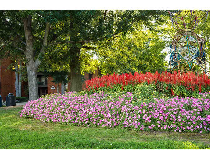 Fabulous Bright Pink Flowers for Container and Landscapes from Proven Winners