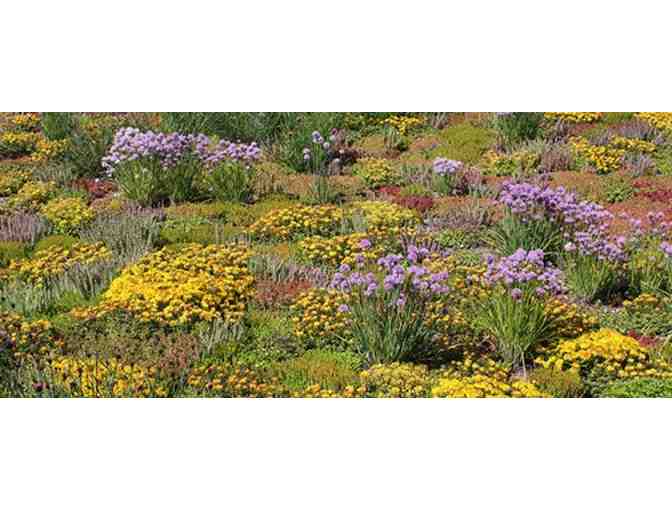 Tough Plants for Gardens & Green Roofs