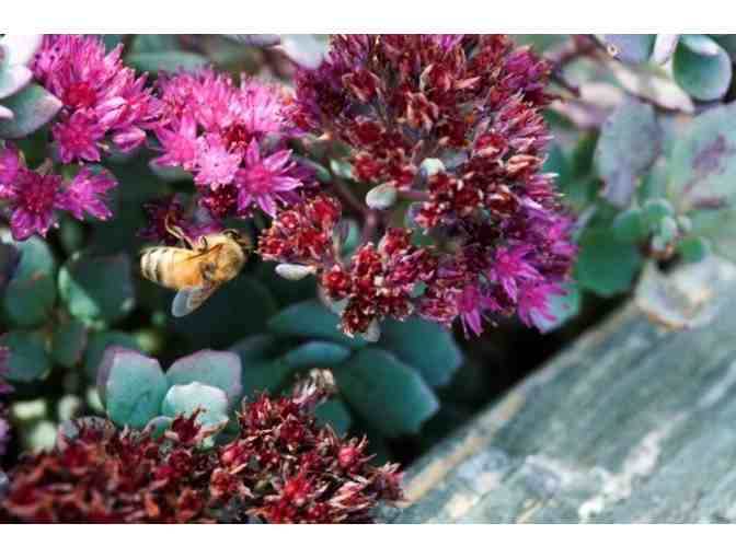 Collection of Pollinator Friendly Plants