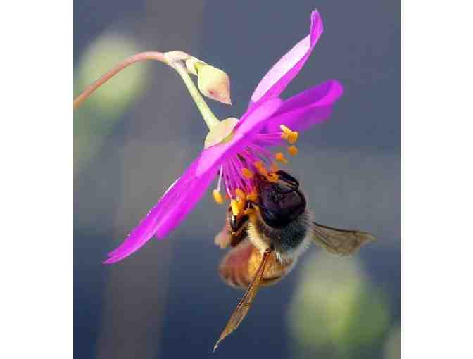 Collection of Pollinator Friendly Plants