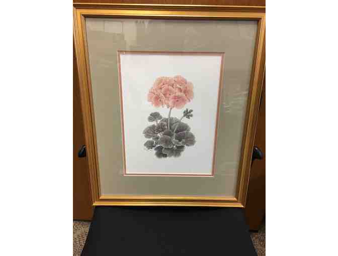 Framed Print from the Ball Horticultural Company