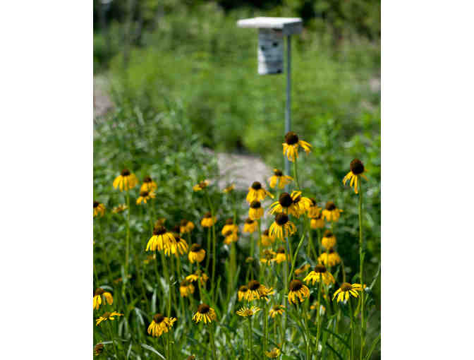 Plant a Meadow or a Native Landscape