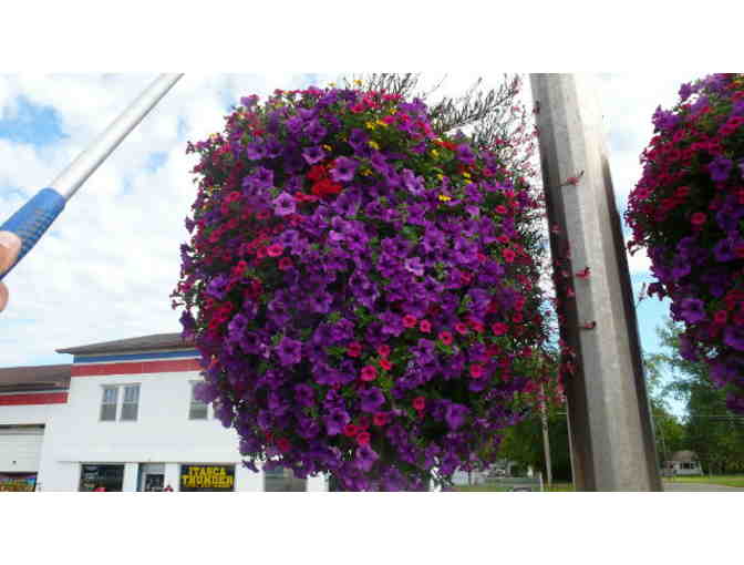 Four Self Watering Municipal Hanging Baskets from Eckert's - Photo 3
