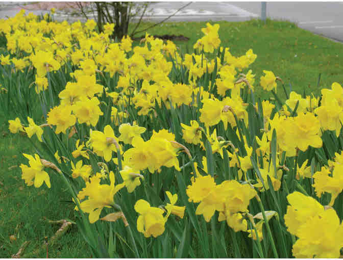 A Whole Season of Daffodils - Photo 1