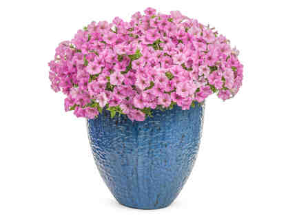 Showstopping Flowers for Baskets and Containers