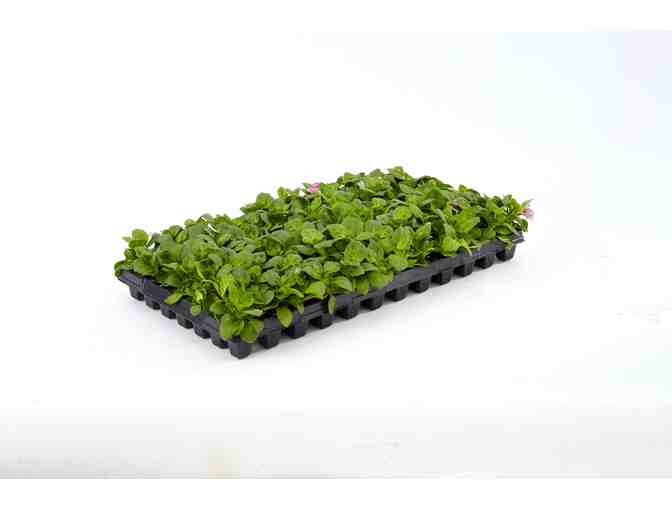 Showstopping Flowers for Baskets and Containers