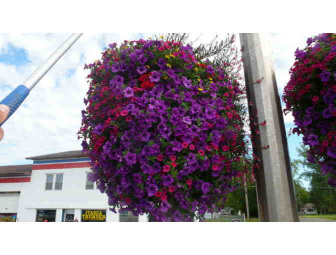 Four Self Watering Municipal Hanging Baskets from Eckert's