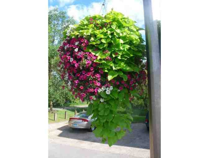Four Self Watering Municipal Hanging Baskets from Eckert's