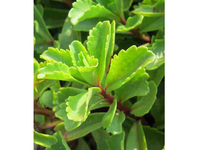 Tough Plants for Tough Times