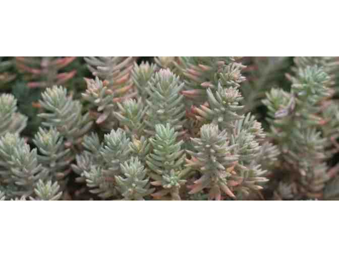 Tough Plants for Tough Times