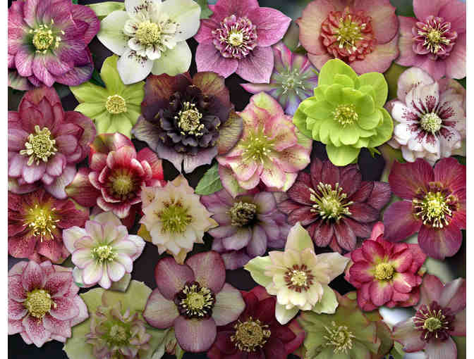 Hellebores & Trilliums from Sunshine Farm and Gardens - Photo 1