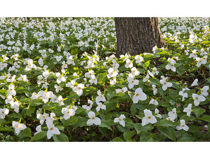Hellebores & Trilliums from Sunshine Farm and Gardens