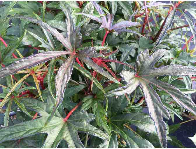 A Collection of Bold Tropical Foliage Plants for Municipal Containers