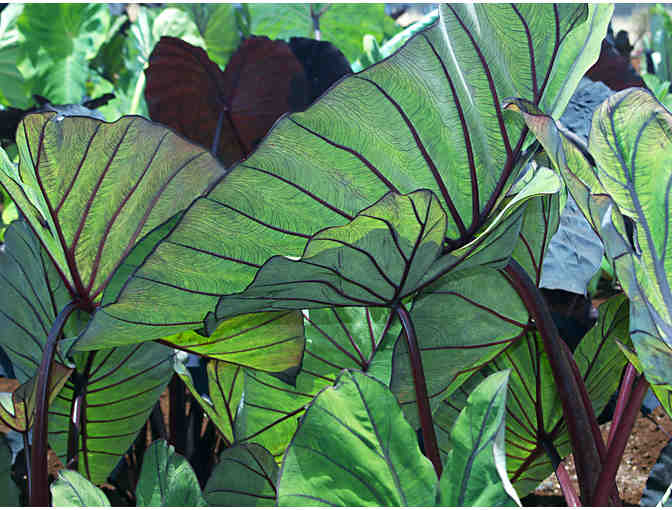 A Collection of Bold Tropical Foliage Plants for Municipal Containers - Photo 4