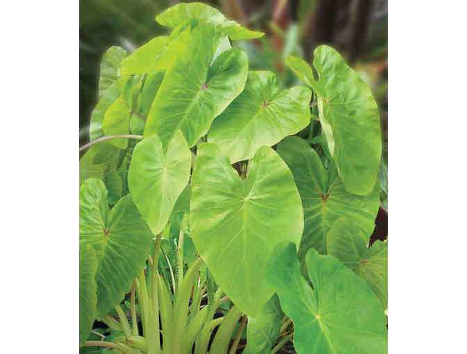 A Collection of Bold Tropical Foliage Plants for Municipal Containers