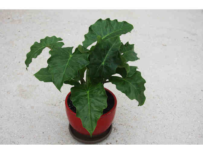 A Collection of Bold Tropical Foliage Plants for Municipal Containers