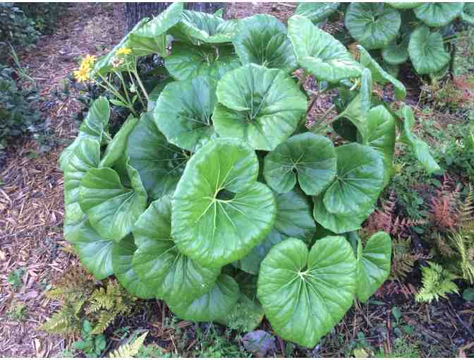 A Collection of Bold Tropical Foliage Plants for Municipal Containers