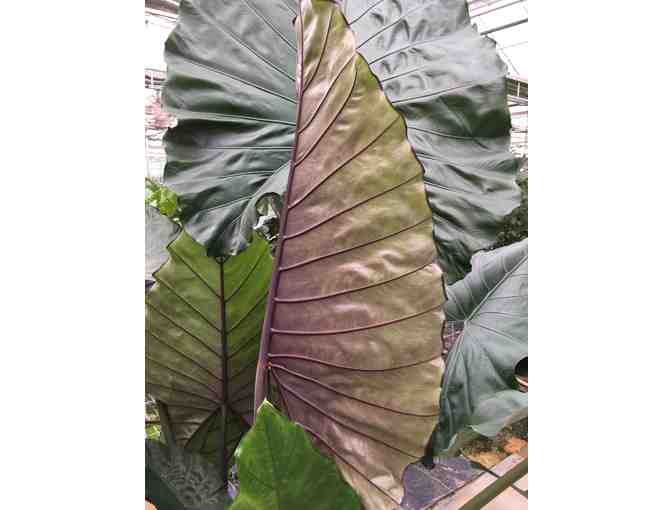 A Collection of Bold Tropical Foliage Plants for Municipal Containers