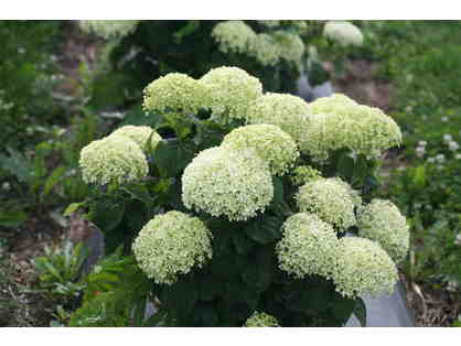 "Go Green" with New Variety of Hydrangea