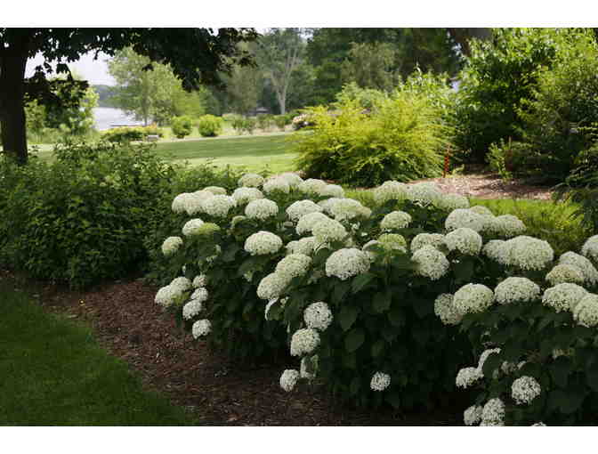 'Go Green' with New Variety of Hydrangea