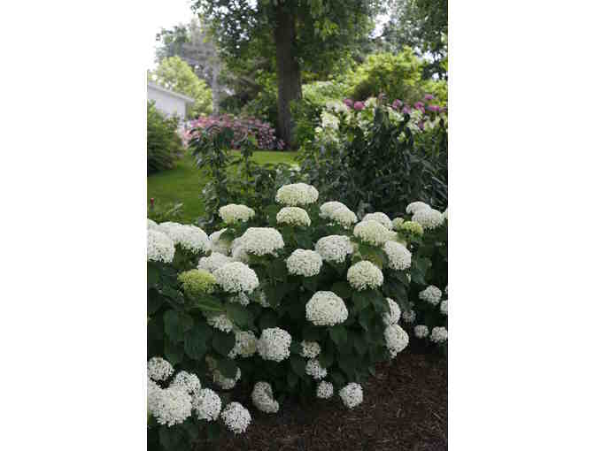 'Go Green' with New Variety of Hydrangea