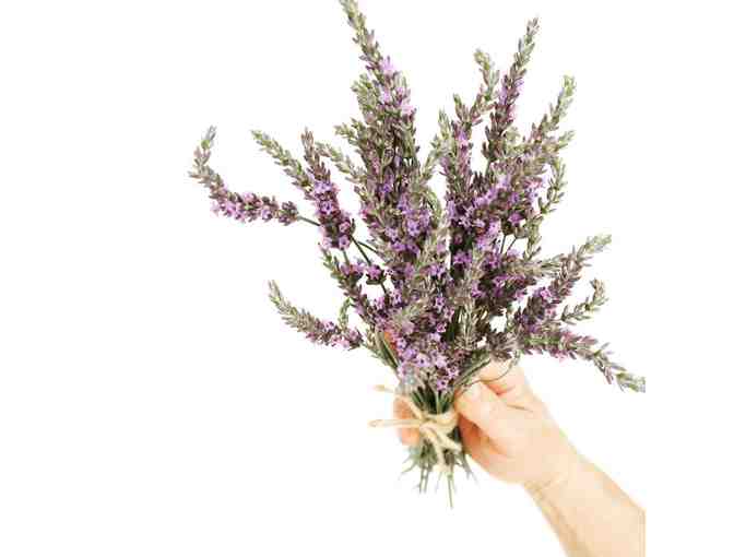 Plant a Beautiful and Fragrant Lavender Garden