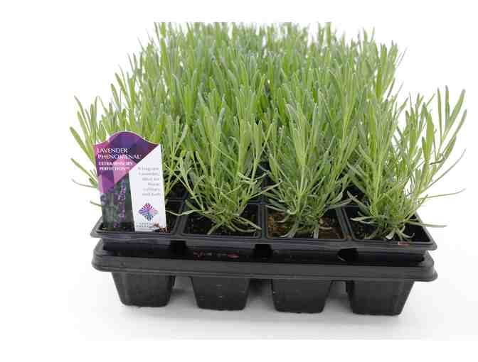 Plant a Beautiful and Fragrant Lavender Garden - Photo 6