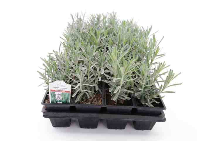 Plant a Beautiful and Fragrant Lavender Garden