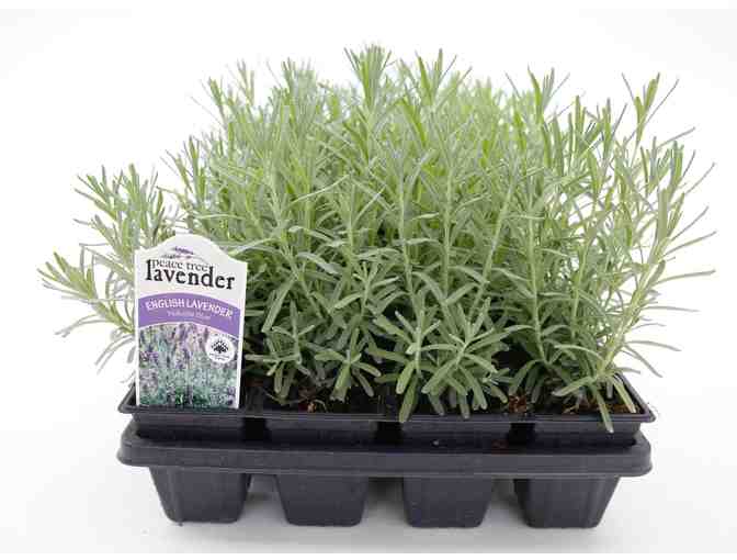 Plant a Beautiful and Fragrant Lavender Garden