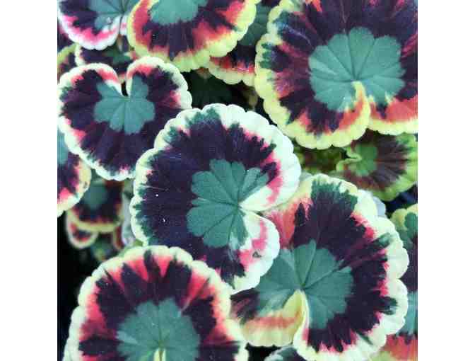 Collection of Geraniums