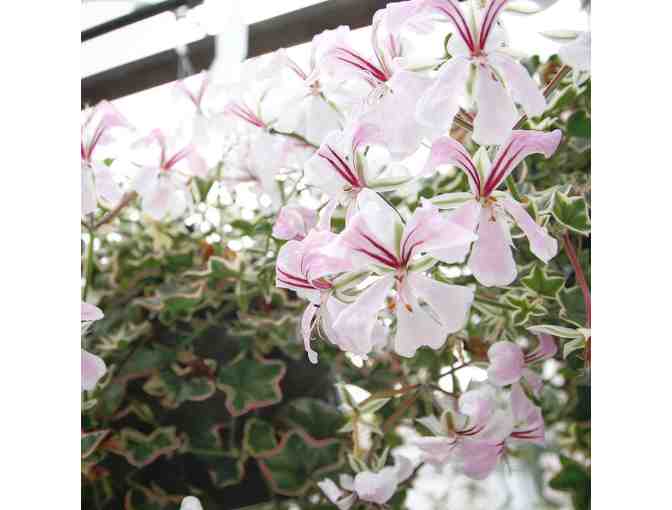 Collection of Geraniums