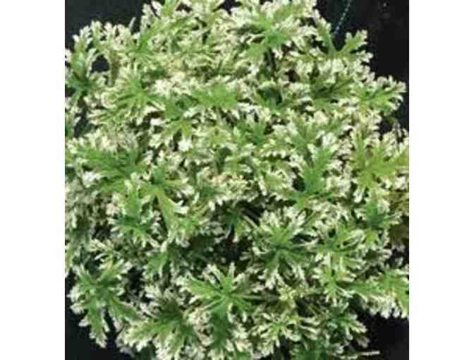 Collection of Geraniums