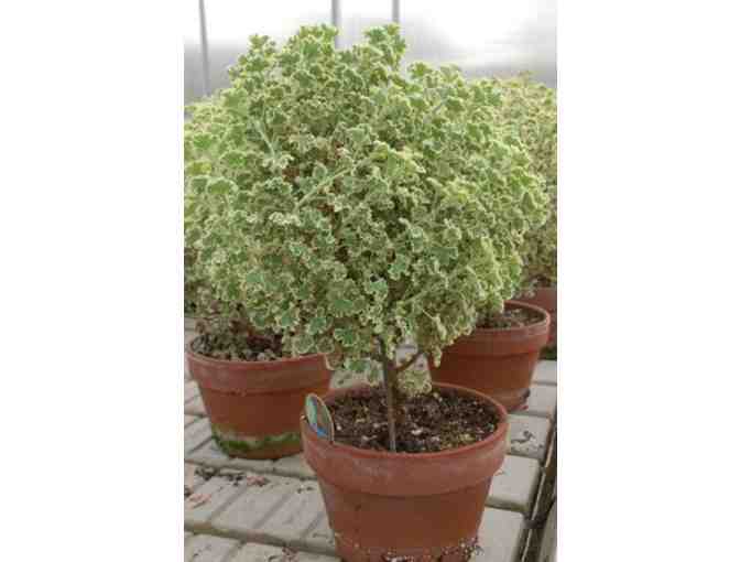 Collection of Geraniums