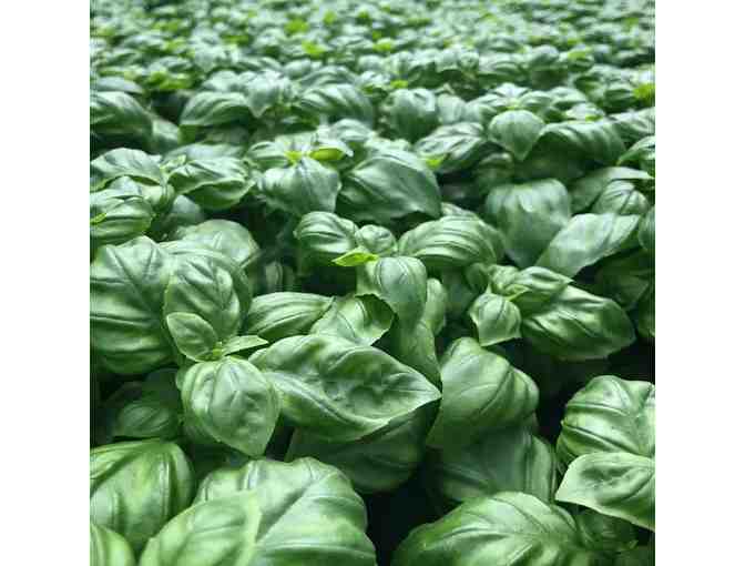 Plant a Gorgeous Herb Garden