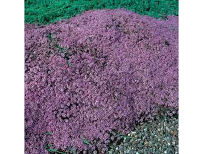 Plant a Gorgeous Herb Garden