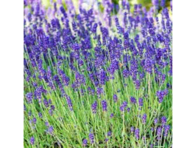 Plant a Beautiful and Fragrant Lavender Garden - Photo 2