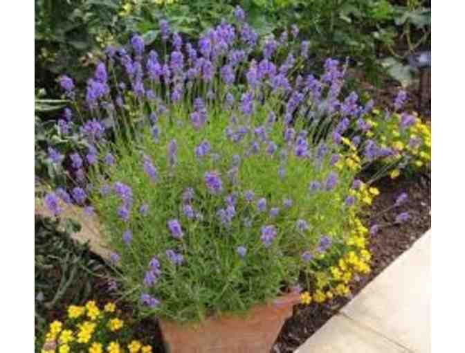 Plant a Beautiful and Fragrant Lavender Garden