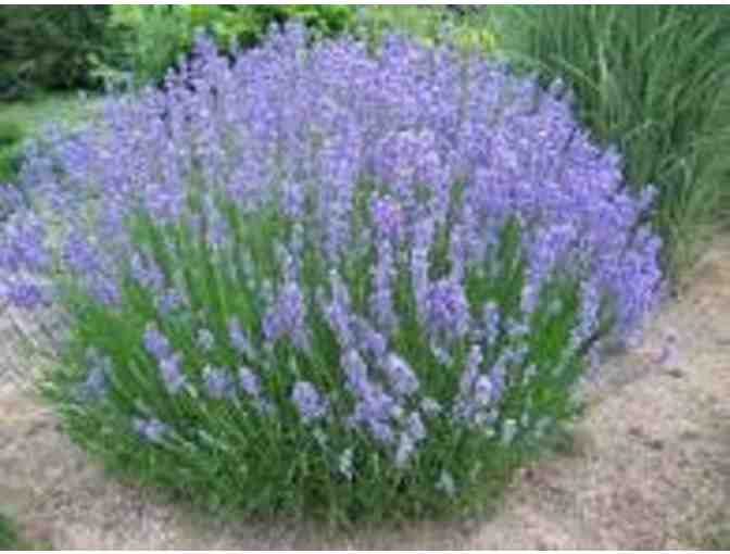 Plant a Beautiful and Fragrant Lavender Garden - Photo 1
