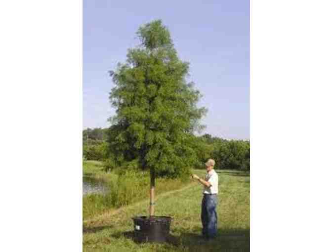 100 Trees for 1,000 Years