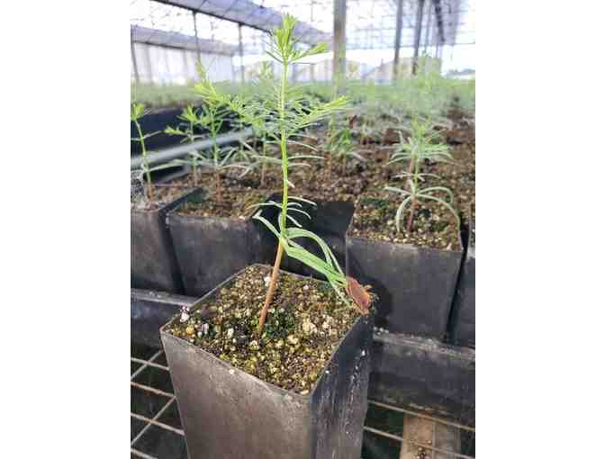 100 Trees for 1,000 Years