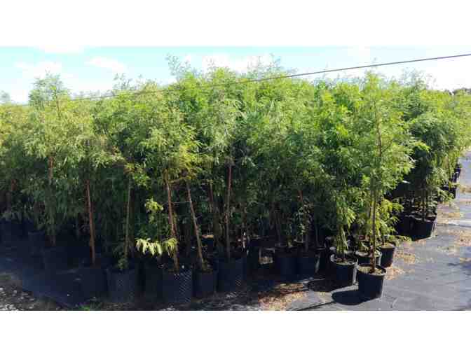 100 Trees for 1,000 Years