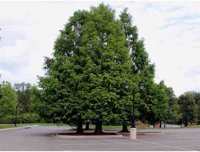 100 Trees for 1,000 Years