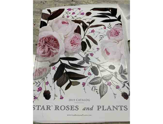 $500 Star Roses & Plants Gift Certificate - Photo 2