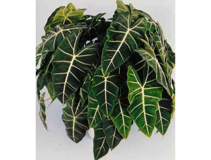 A Collection of Bold Tropical Foliage Plants for Municipal Containers