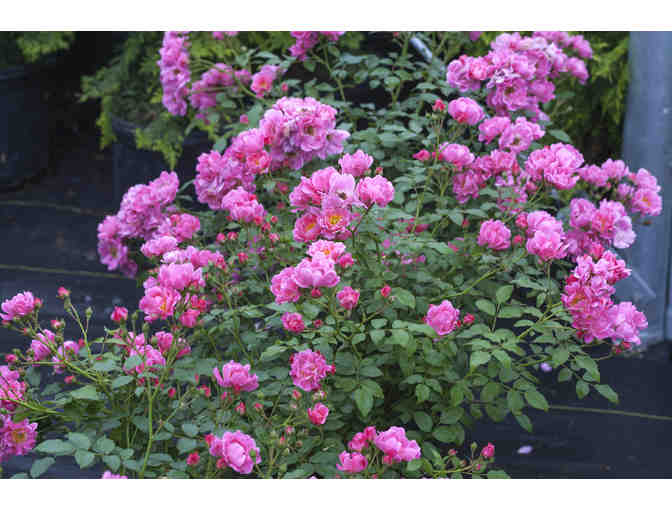 Be Pretty in Pink with 'Oso Easy Double Pink' Rose